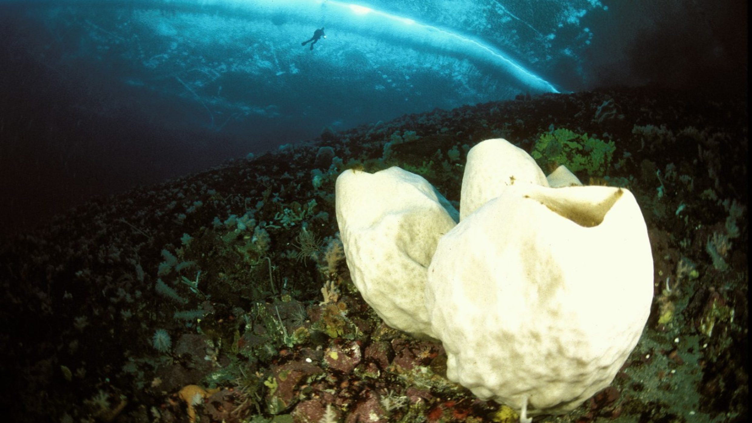 L’éponge géante de l’Antarctique Anoxycalyx joubini peut vivre jusqu’à 10 000 ans. Ces grosses éponges pouvant atteindre jusqu’à deux mètres ont un métabolisme extrêmement lent du fait du froid et de l’obscurité.