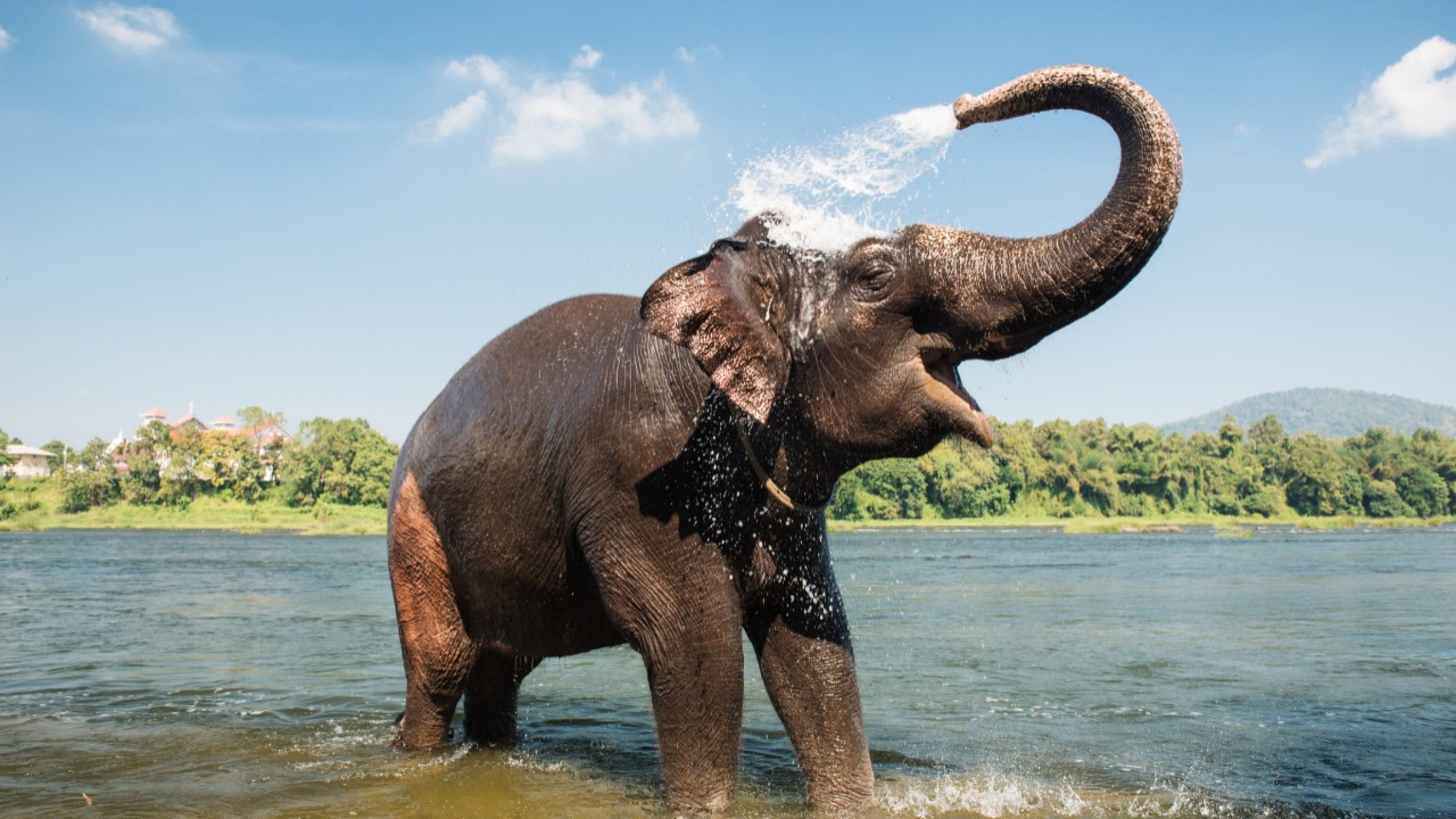 As a general rule: larger creatures have a longer life expectancy. Asian elephants live for up to 86 years, which makes them one of the longest-living land mammals.