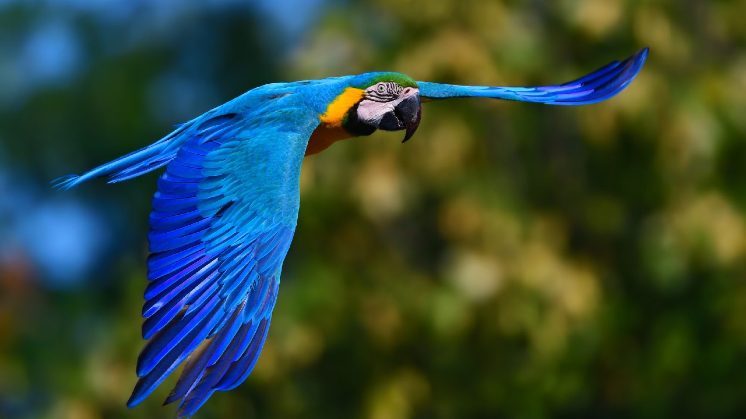 Parrots are the only birds that can live longer than people, with a life expectancy of up to 100 years. The oldest blue and yellow macaw on record even lived to 104 in England.