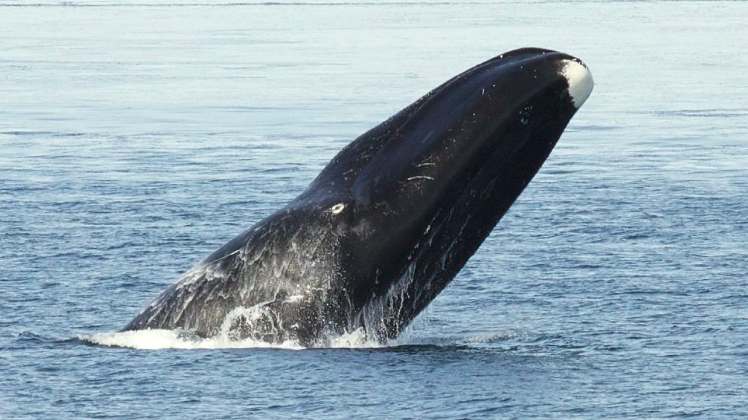  The world's longest-living mammal lives to about 200. There is a concentration of old animals in the ice-cold depths of the Arctic and Antarctic.