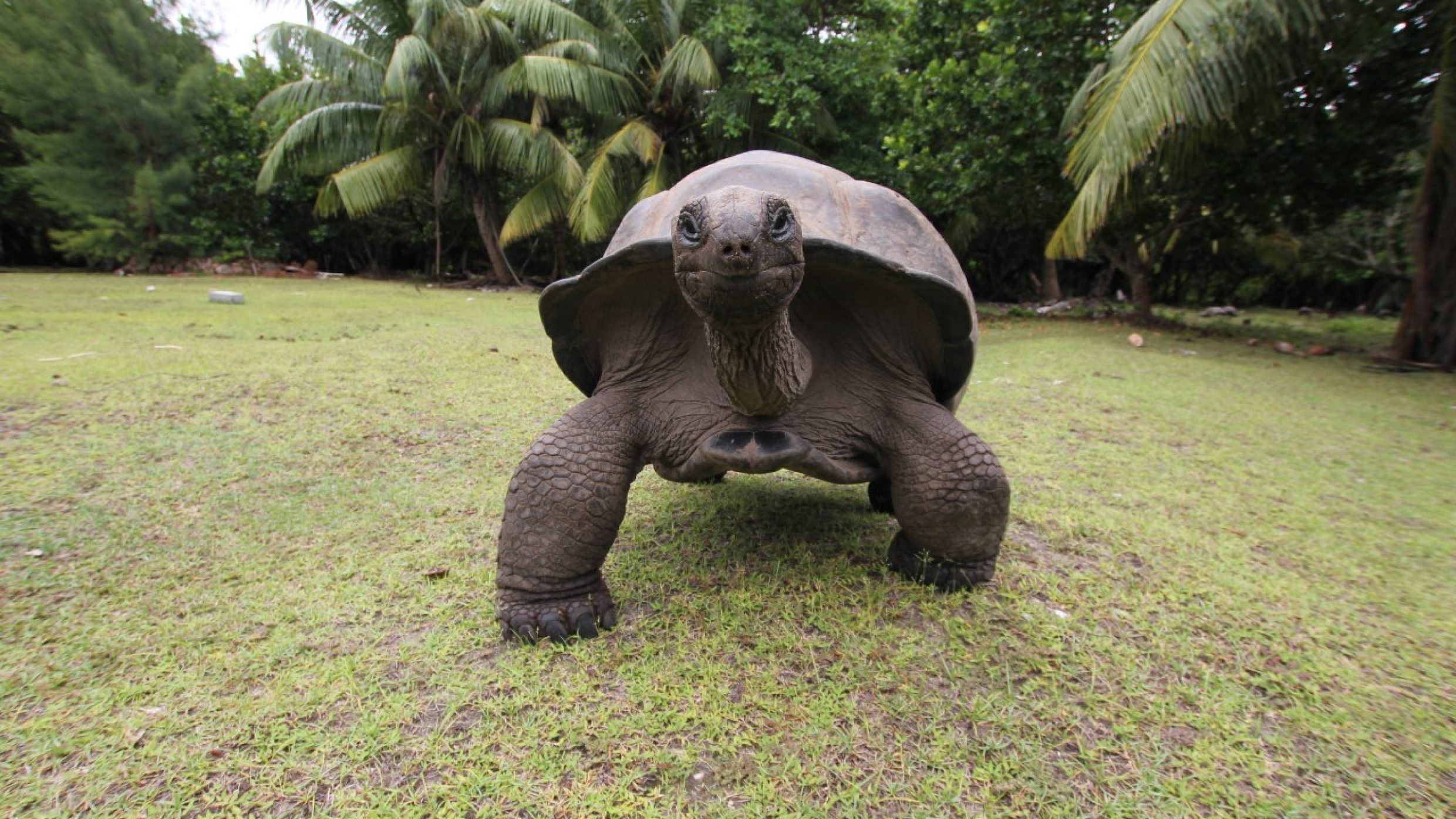  The oldest reptiles have hardly any natural predators due to their sturdy shell and they are very adaptable, even surviving the ice age. One Aldabra giant tortoise even lived to a ripe old 256. 