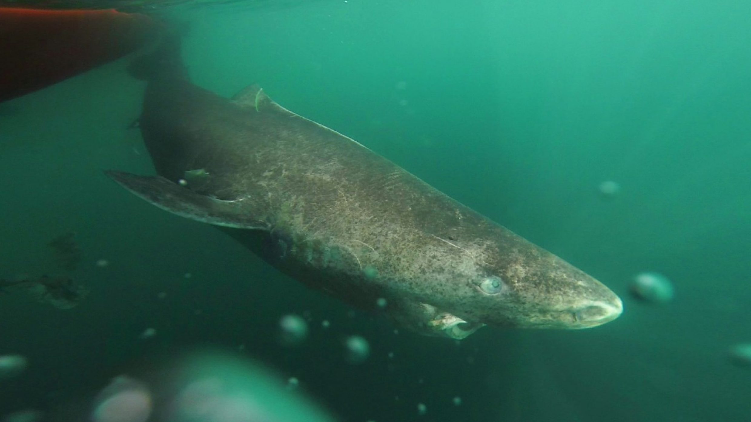 The Methuselah of vertebrates can live to 400 and longer. The predatory greenland shark lives in the North Atlantic, grows to over five metres and only reaches sexual maturity at the age of 200.