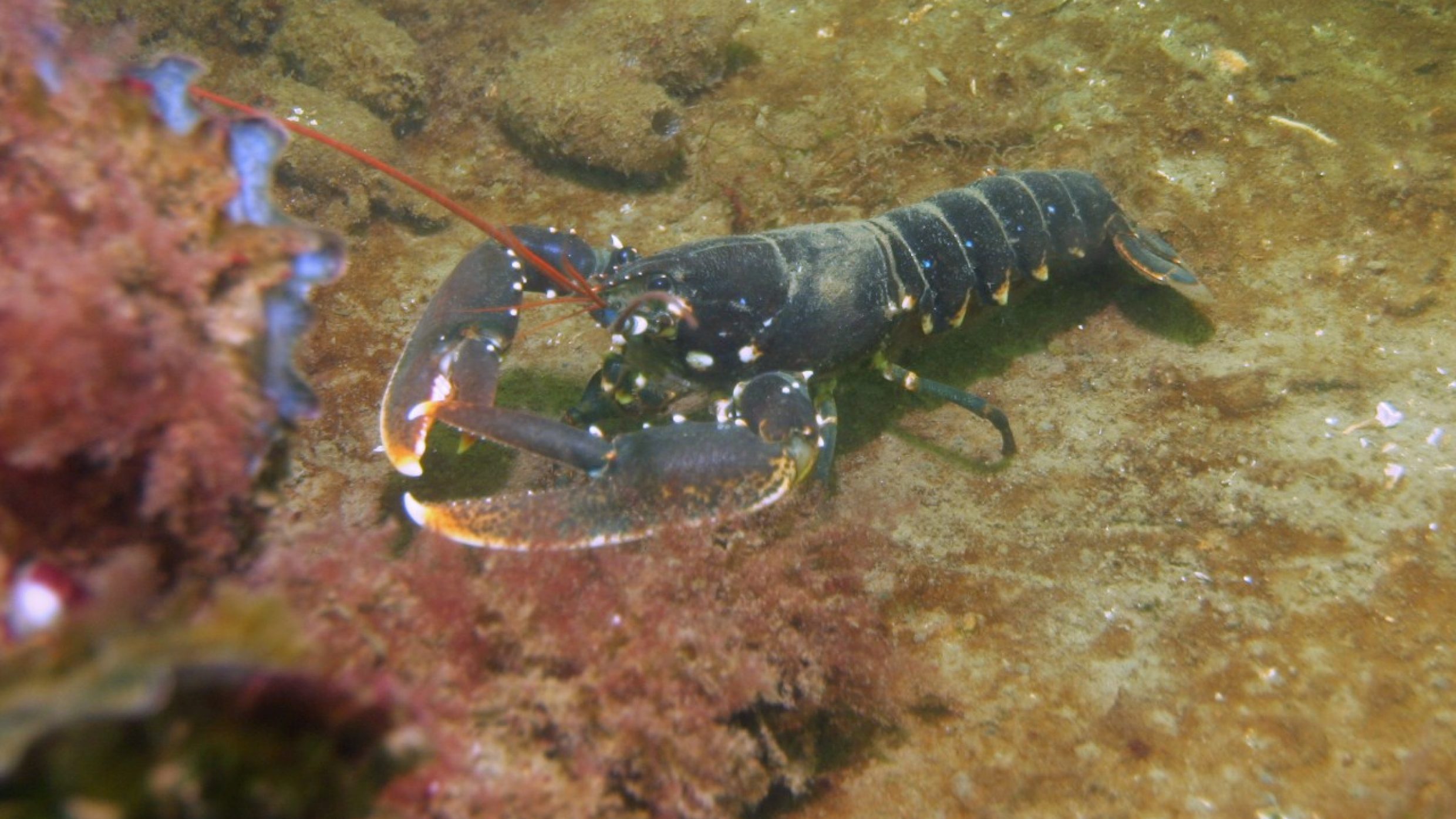 The oldest crustacean needs less food than other crabs, has slow digestion and takes a low-key approach to living. The oldest one on record was estimated to be 140 and was saved from the cooking pot in 2009. 