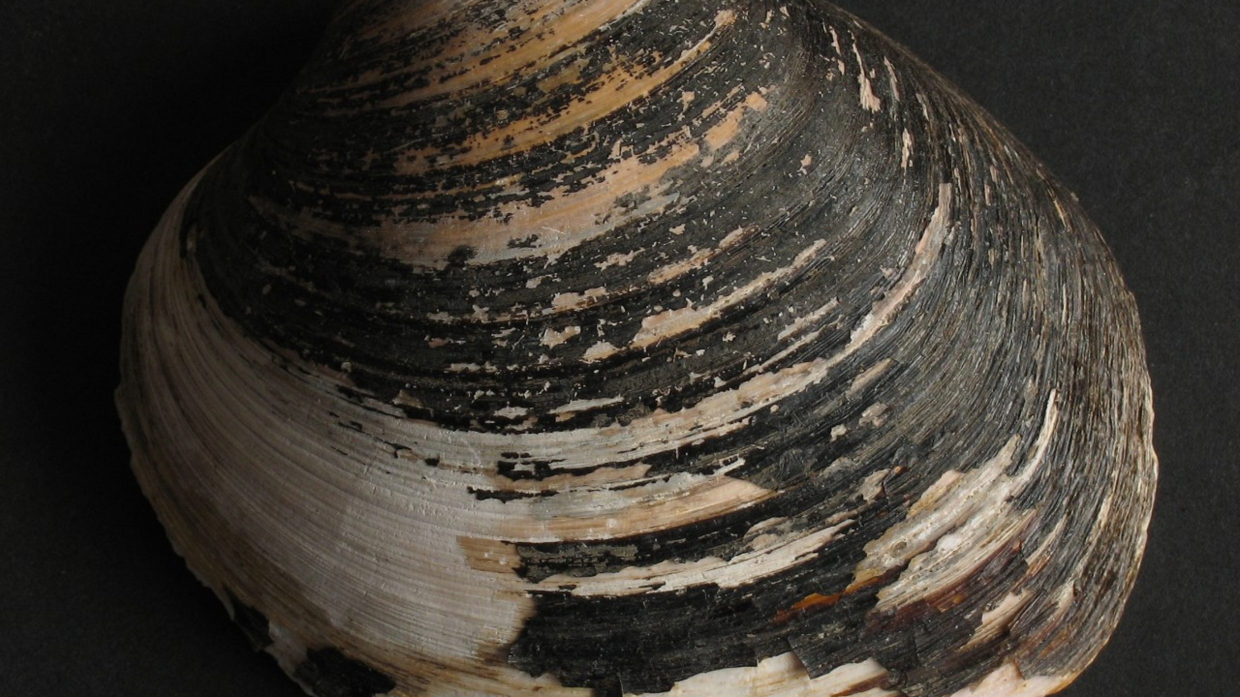 Le spécimen le plus ancien connu de cette espèce a atteint 507 ans, un âge qui a pu être déterminé à partir du nombre de stries de croissance sur sa coquille. Ce mollusque vit enfoui dans la vase du fond de l’Atlantique, de la mer Baltique et de la mer du Nord, jusqu’à une centaine de mètres de profondeur. 